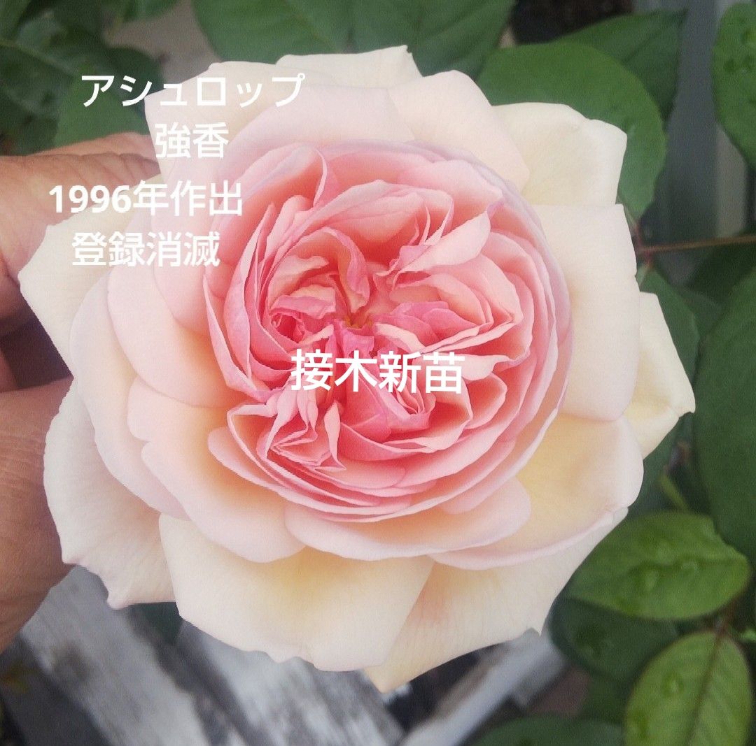 バラ苗 ER アシュロップ 接木新苗 廃盤品種 強健 強香 4号ポット 薔薇