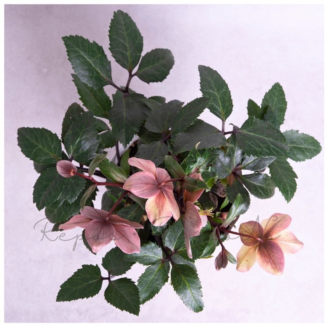 クリスマスローズ ゲス guess（5号）完全生産者限定品 ジョルディ