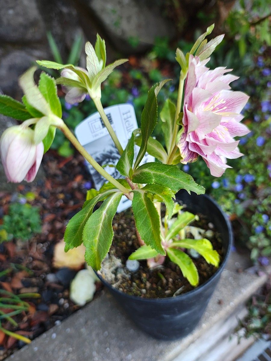 クリスマスローズ ソレイユ 広瀬園芸 認定｜Yahoo!フリマ（旧PayPay