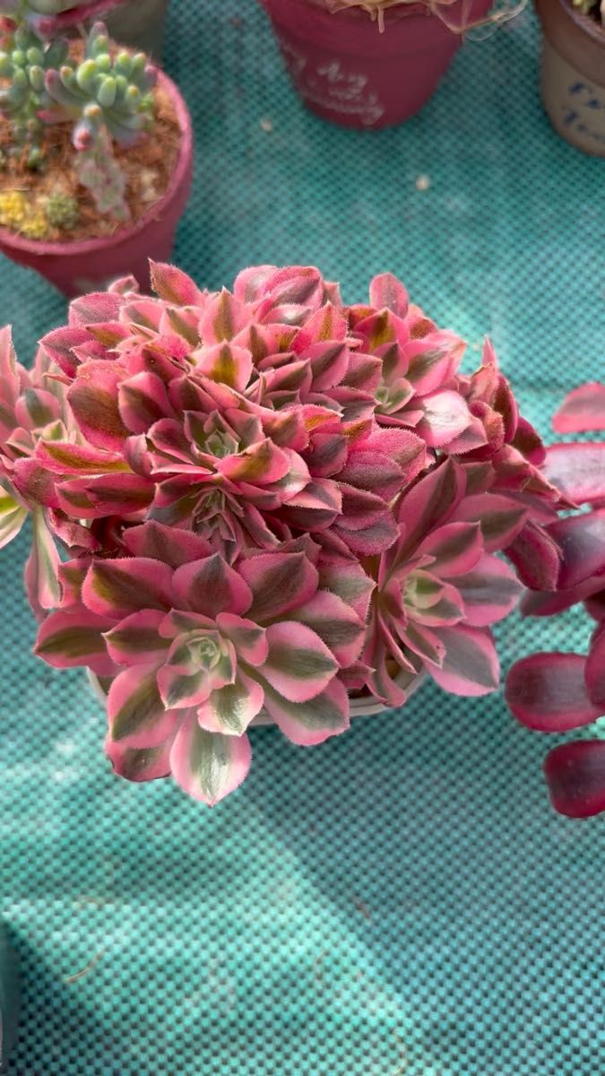 サボテン_シュカクマテンリュウ】 守金魔天竜 3頭 綴化（てっか