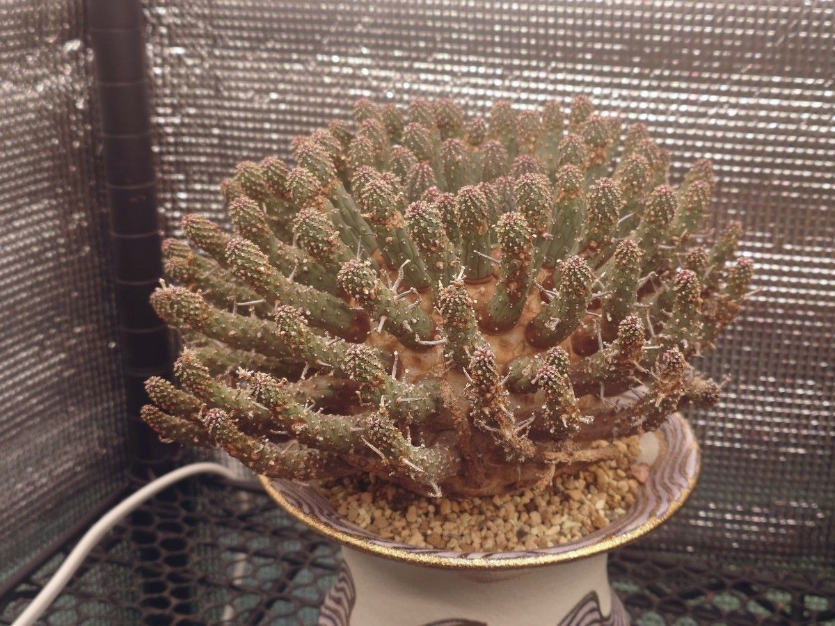 ユーフォルビア・フスカ 種子5粒｜Yahoo!フリマ（旧PayPayフリマ）