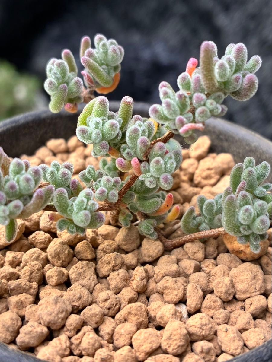 多肉植物 ドロサンテマ 超キラキラ Purple Ice crystal 抜き苗 1株