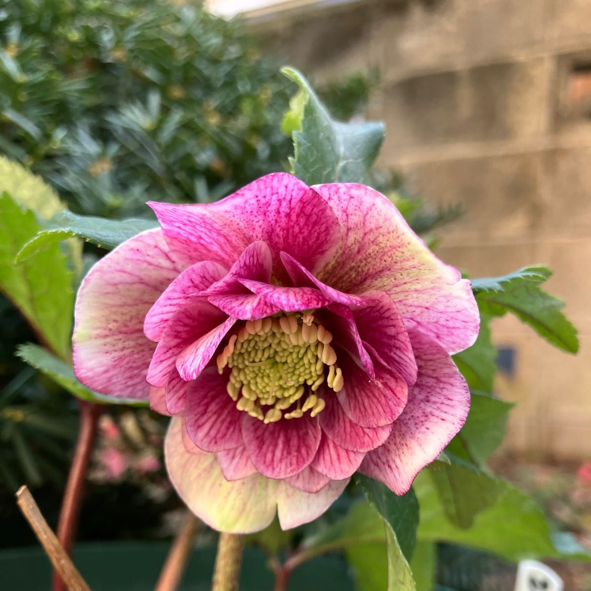 広瀬園芸 クリスマスローズ ピンクグラデーション 開花株｜Yahoo