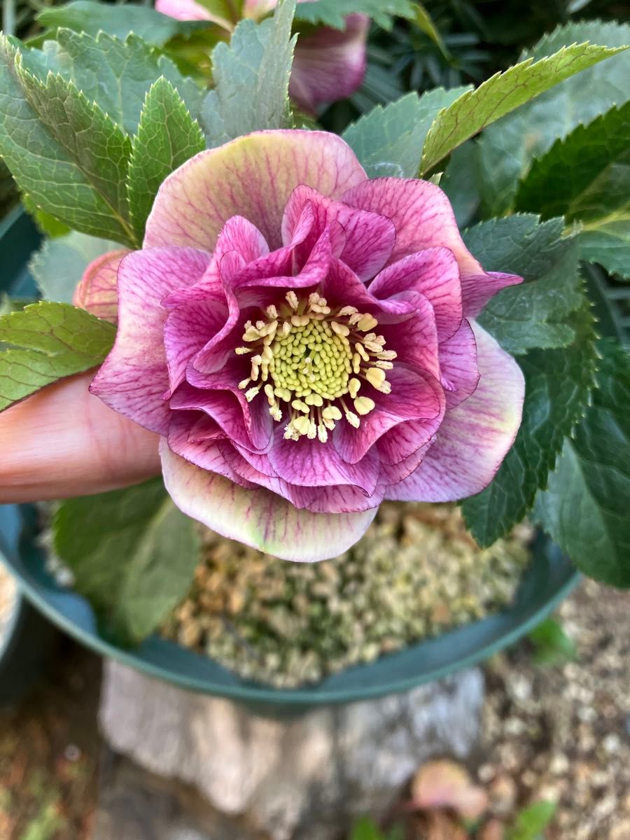 広瀬園芸 クリスマスローズ ピンクグラデーション 開花株｜Yahoo