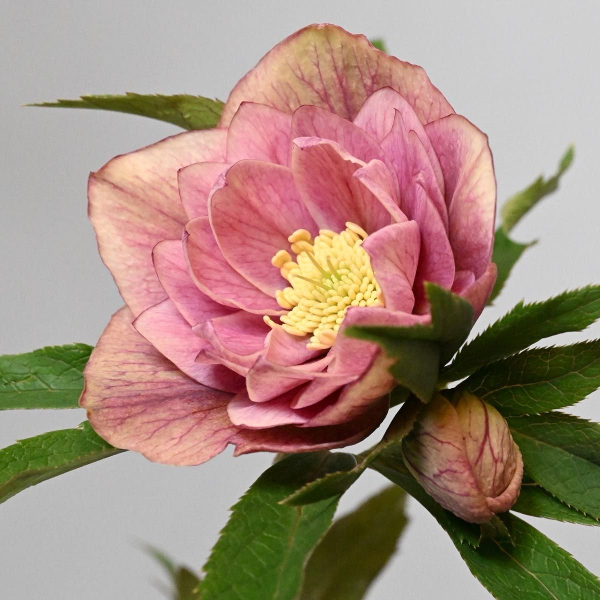 クリスマスローズ ソレイユ風 ピンクグラデーション 開花株｜Yahoo