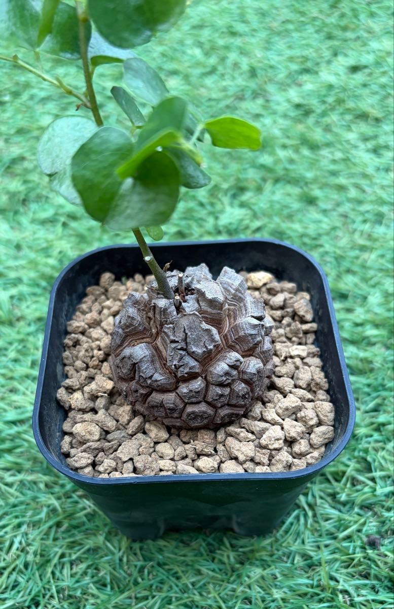長谷川園芸 アフリカ亀甲竜 長谷川亀甲竜 ①｜Yahoo!フリマ（旧PayPay