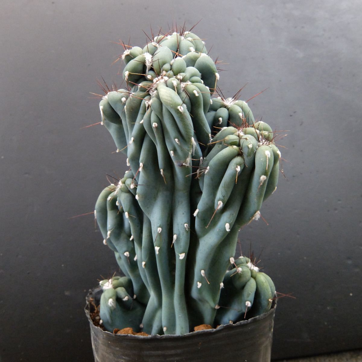 Cereus jamacaru セレウス 岩石獅子 1 希少 マニア向け｜Yahoo!フリマ