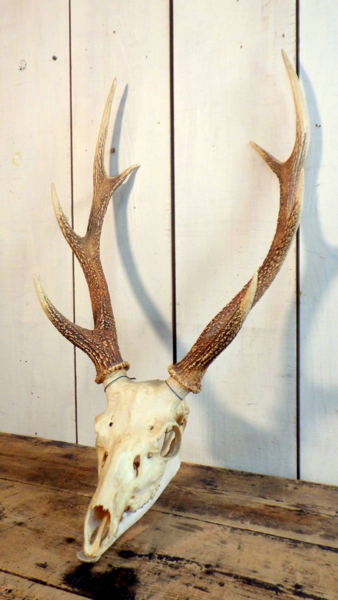 鹿の角 頭部