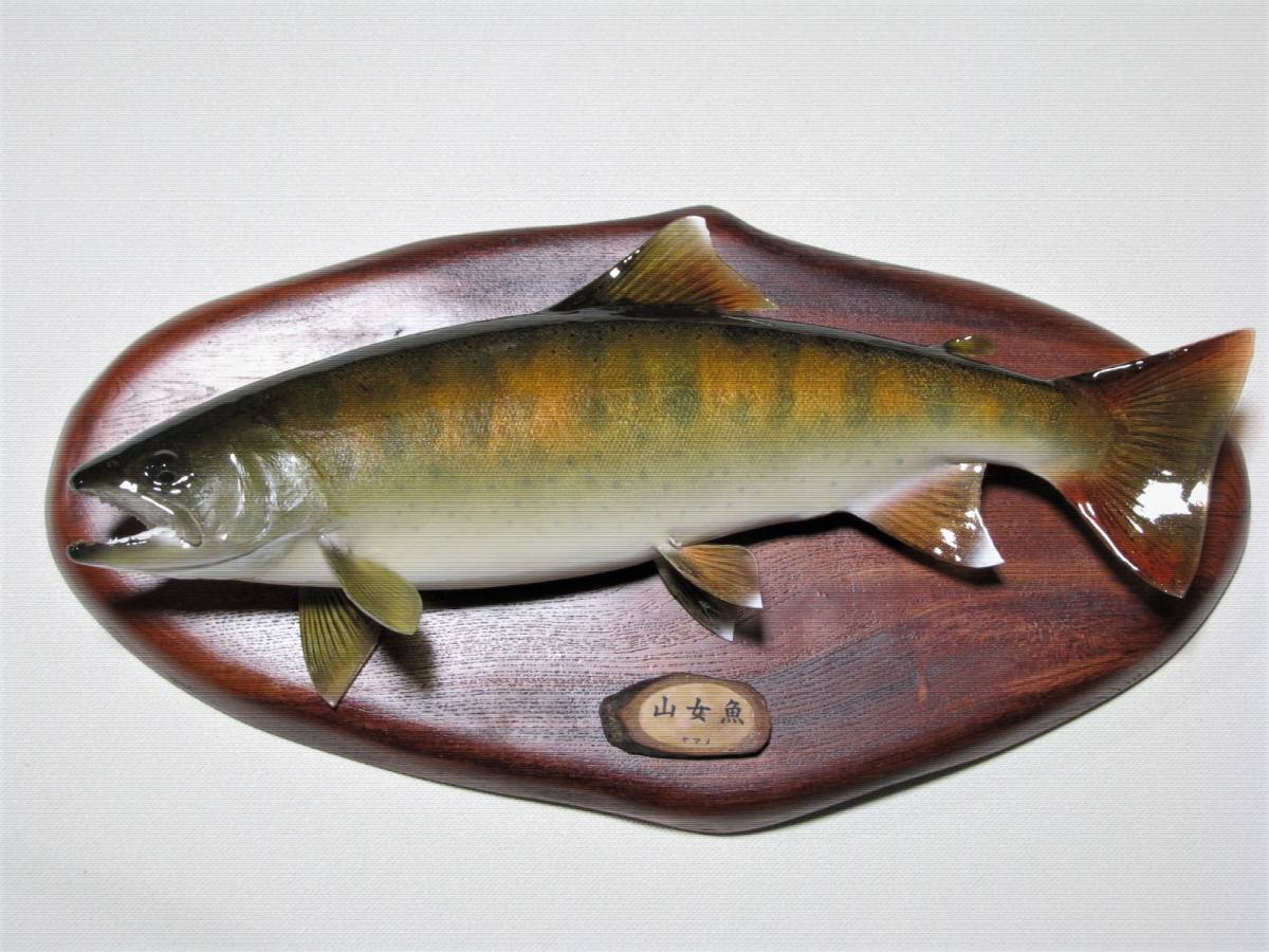 Yahoo!オークション - 山女魚剥製 40 5cm