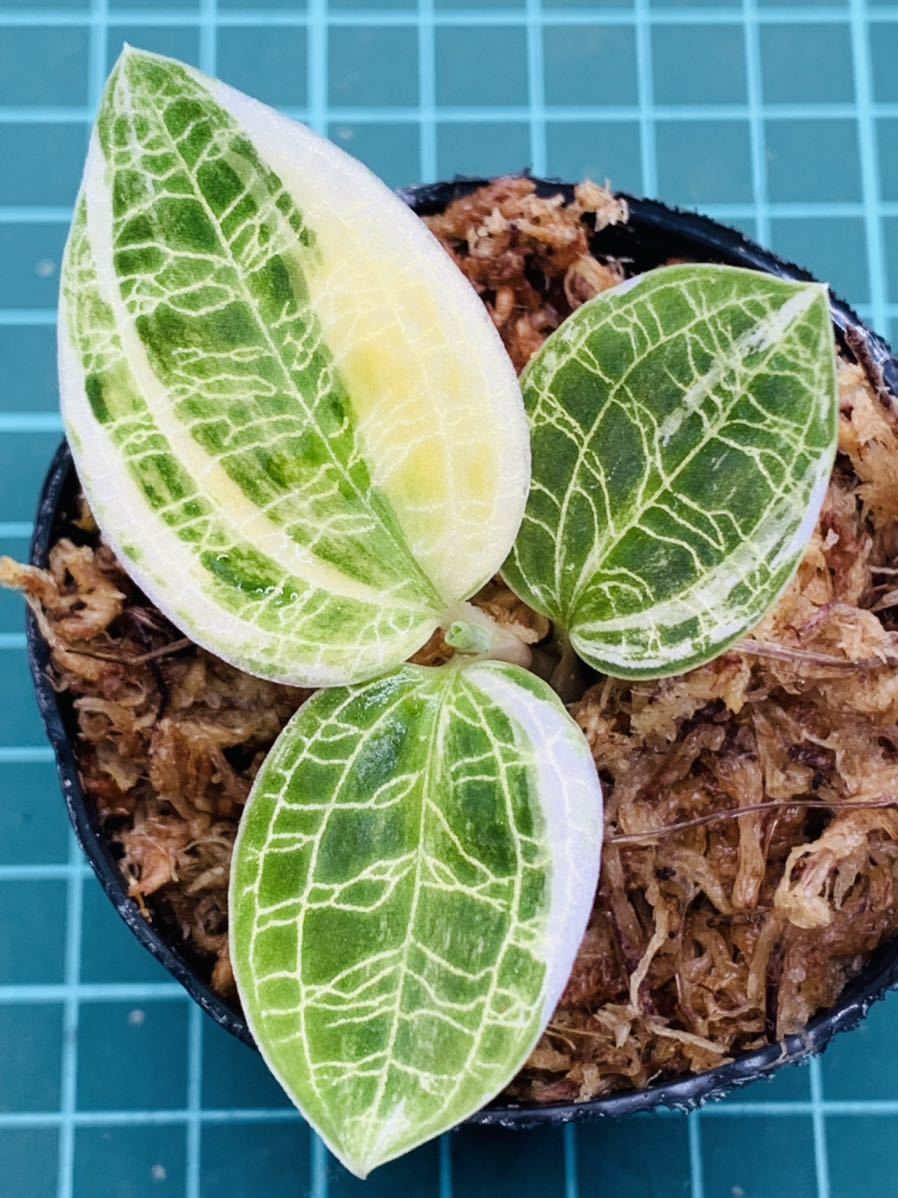 Yahoo!オークション - ①斑入り マコデスペトラ 【ジュエルオーキッド