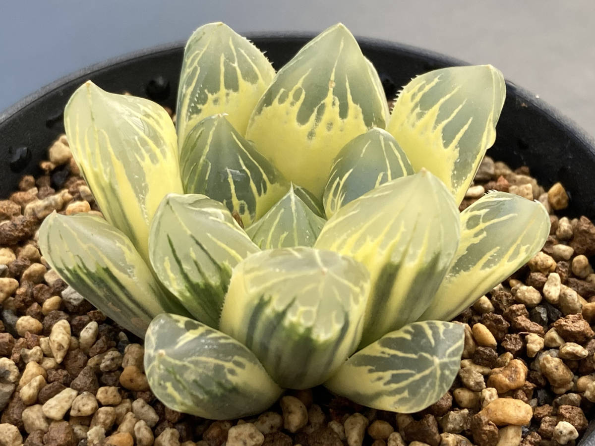 Yahoo!オークション - 多肉植物 ハオルチア 糊斑オブツーサ錦 金水晶