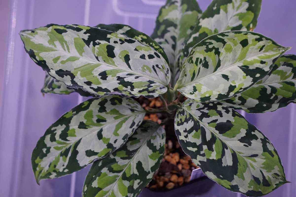Yahoo!オークション - アグラオネマ ピクタム ラプラス Aglaonema pict