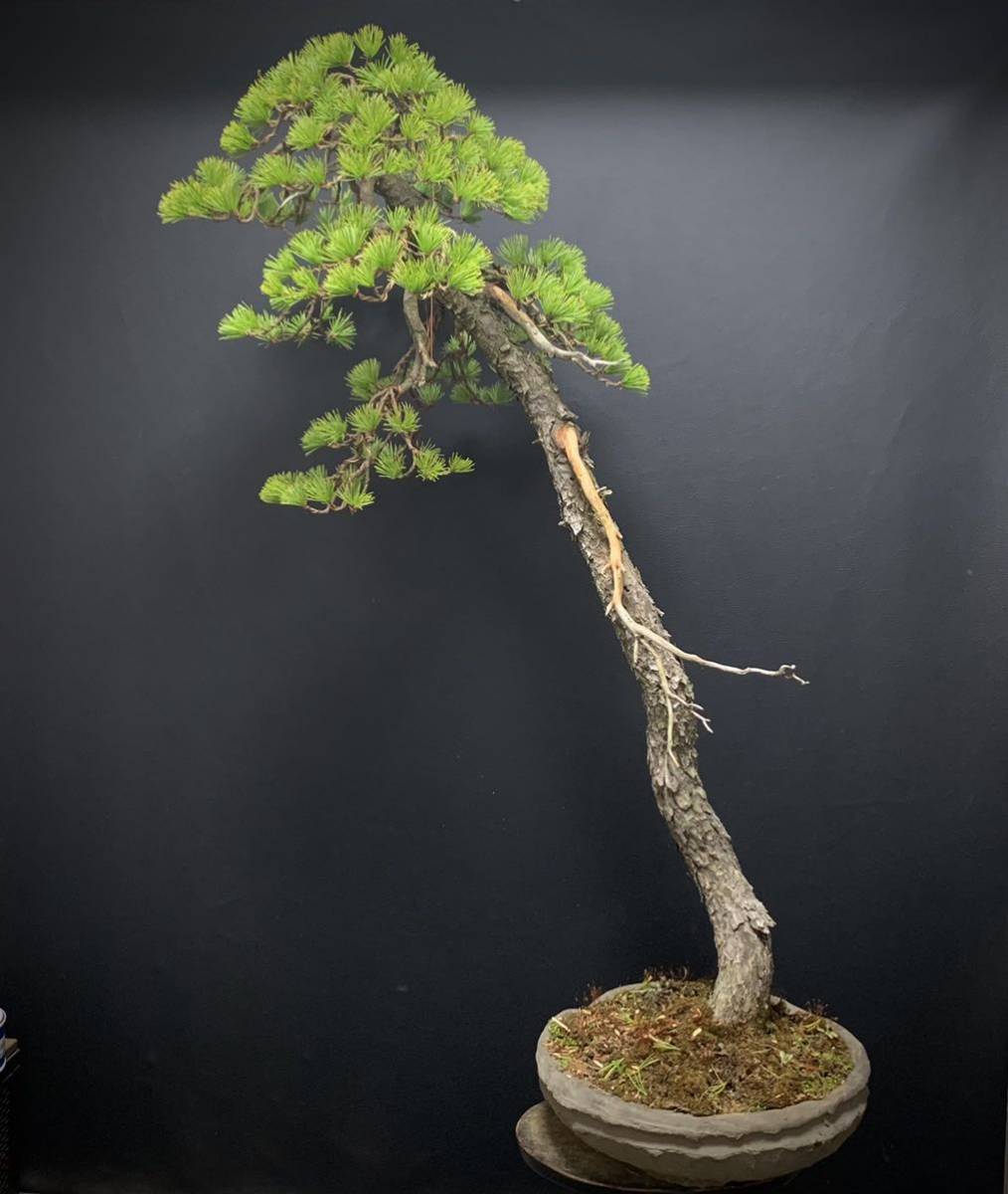 Yahoo!オークション - 《五葉松》五葉松盆栽 文人木 大品盆栽 葉性抜群