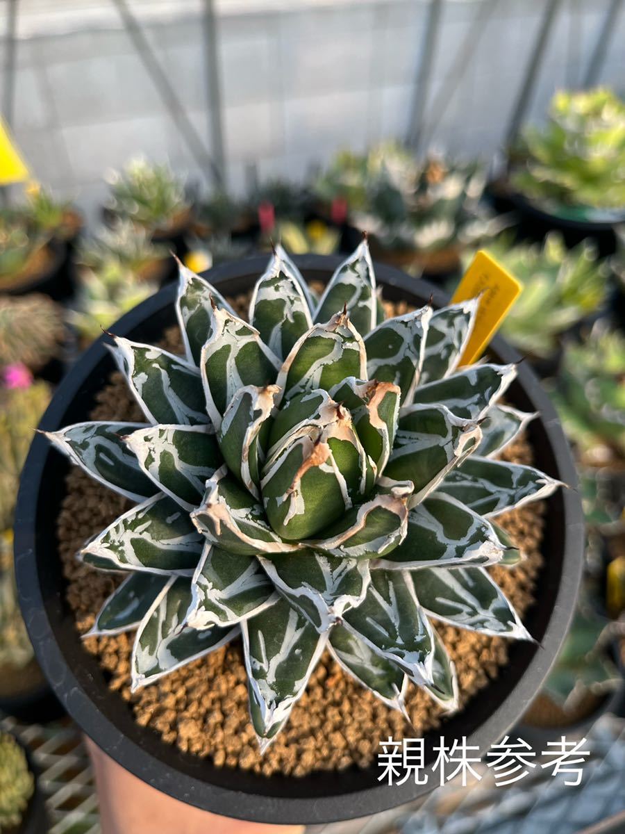 Yahoo!オークション - 【 アガベ 笹の雪 児玉姫笹の雪 子株 】ビクトリ