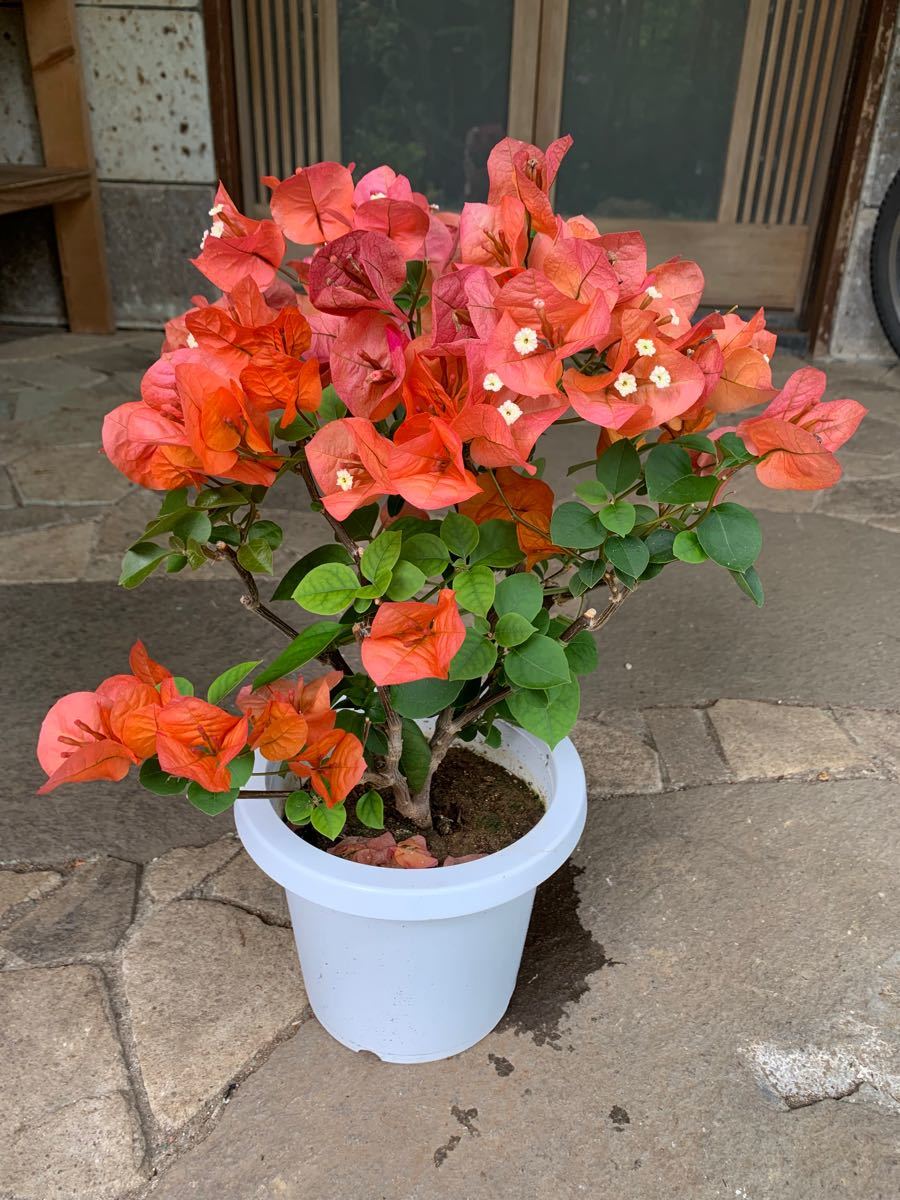 ブーゲンビリア 苗 観葉植物 ブーゲンビレア 花木 限定品｜Yahoo