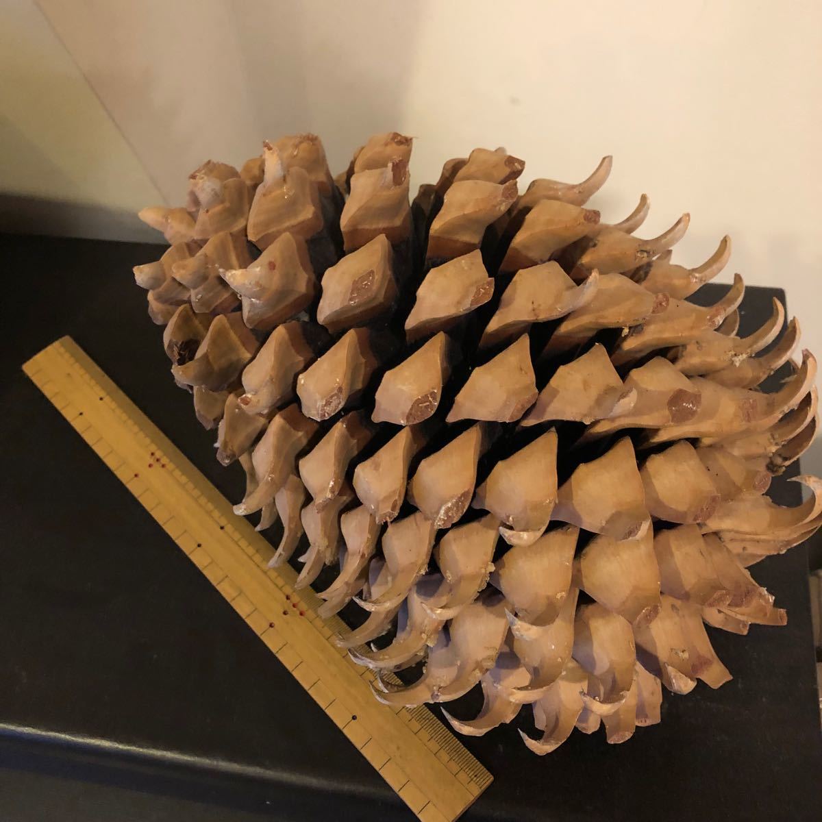 巨大 松ぼっくり 松笠 世界最重量 木の実 オオミマツ コウルテリマツ