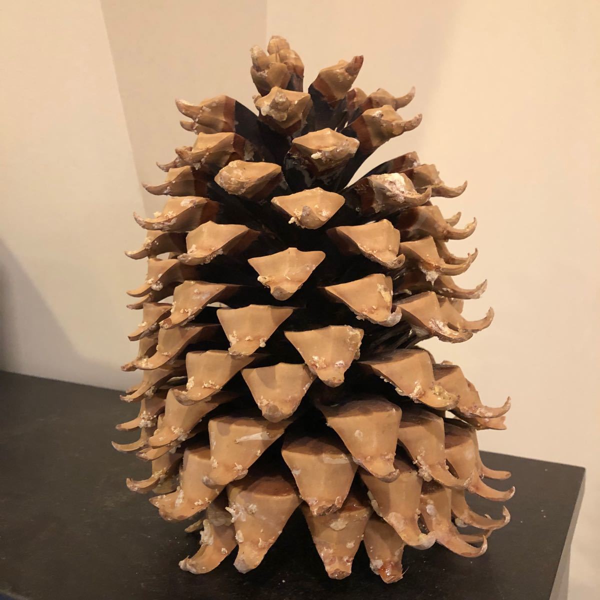 巨大 松ぼっくり 松笠 世界最重量 1 1kg オオミマツ コウルテリマツ