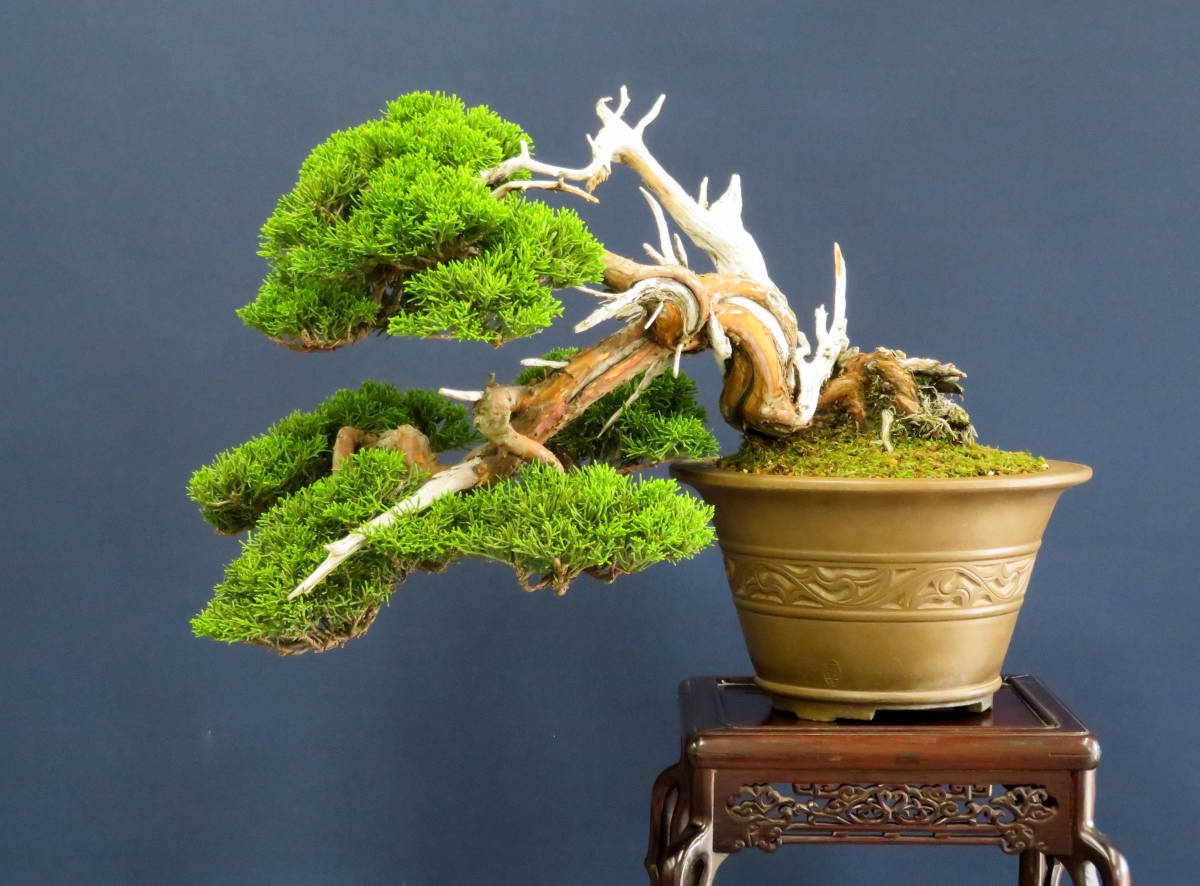 Yahoo!オークション - 盆栽 中品 国風展級 山木・山採り 捻転 半懸崖