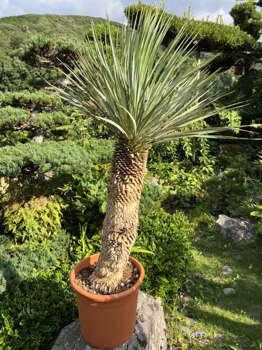 専用出品 ユッカロストラータ (の) 【公式通販】