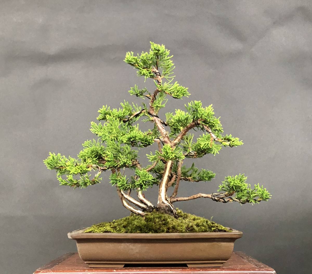 Yahoo!オークション - 【糸魚川真柏】 株立ち④ 樹高22 5cm