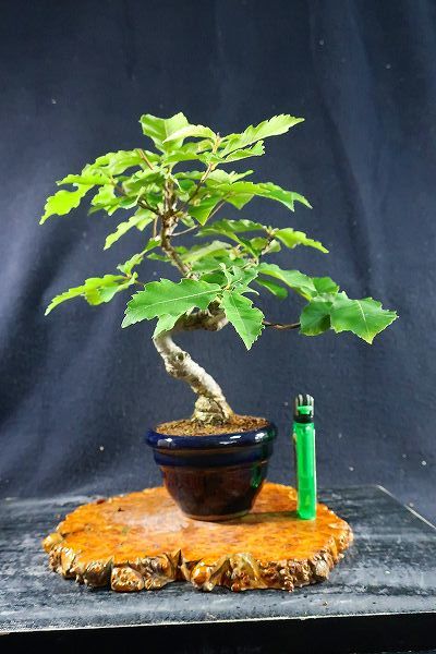 Yahoo!オークション - 盆栽＜小品盆栽 コナラ（どんぐり）模様木 幹元