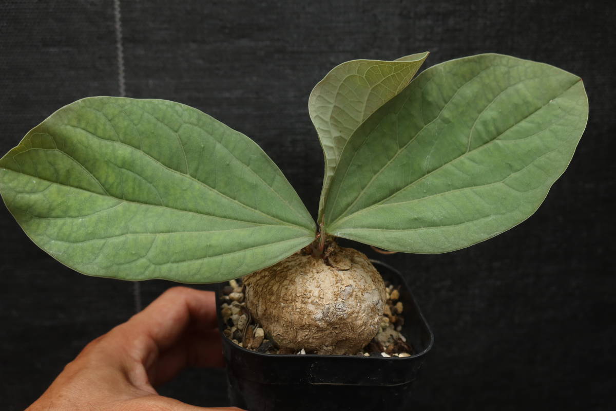 Yahoo!オークション - N Adenia ovata アデニア・オバタ 珍品