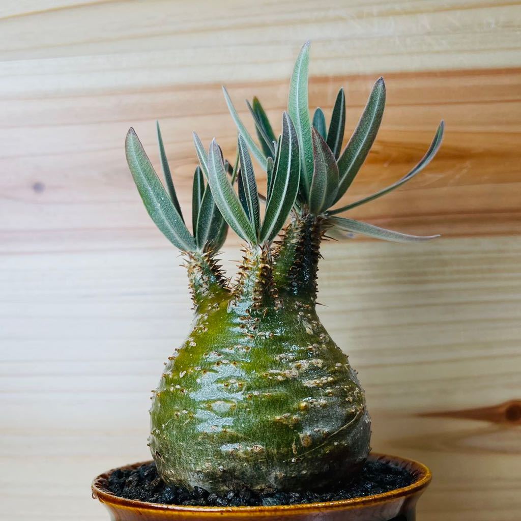 Yahoo!オークション - パキポディウムグラキリス グラキリス 緑肌 極上