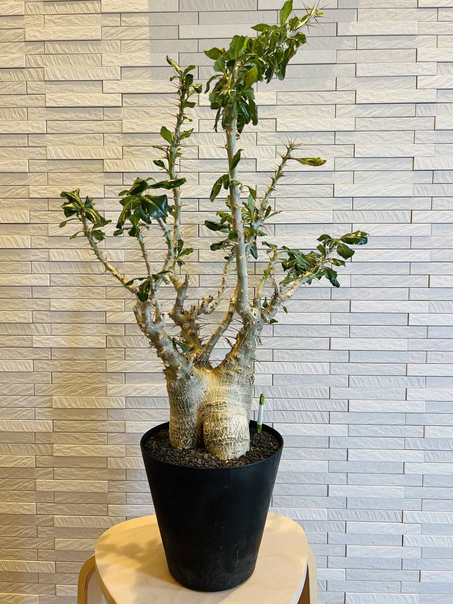 Yahoo!オークション - パキポディウム サンデルシー 白馬城 特大株 美