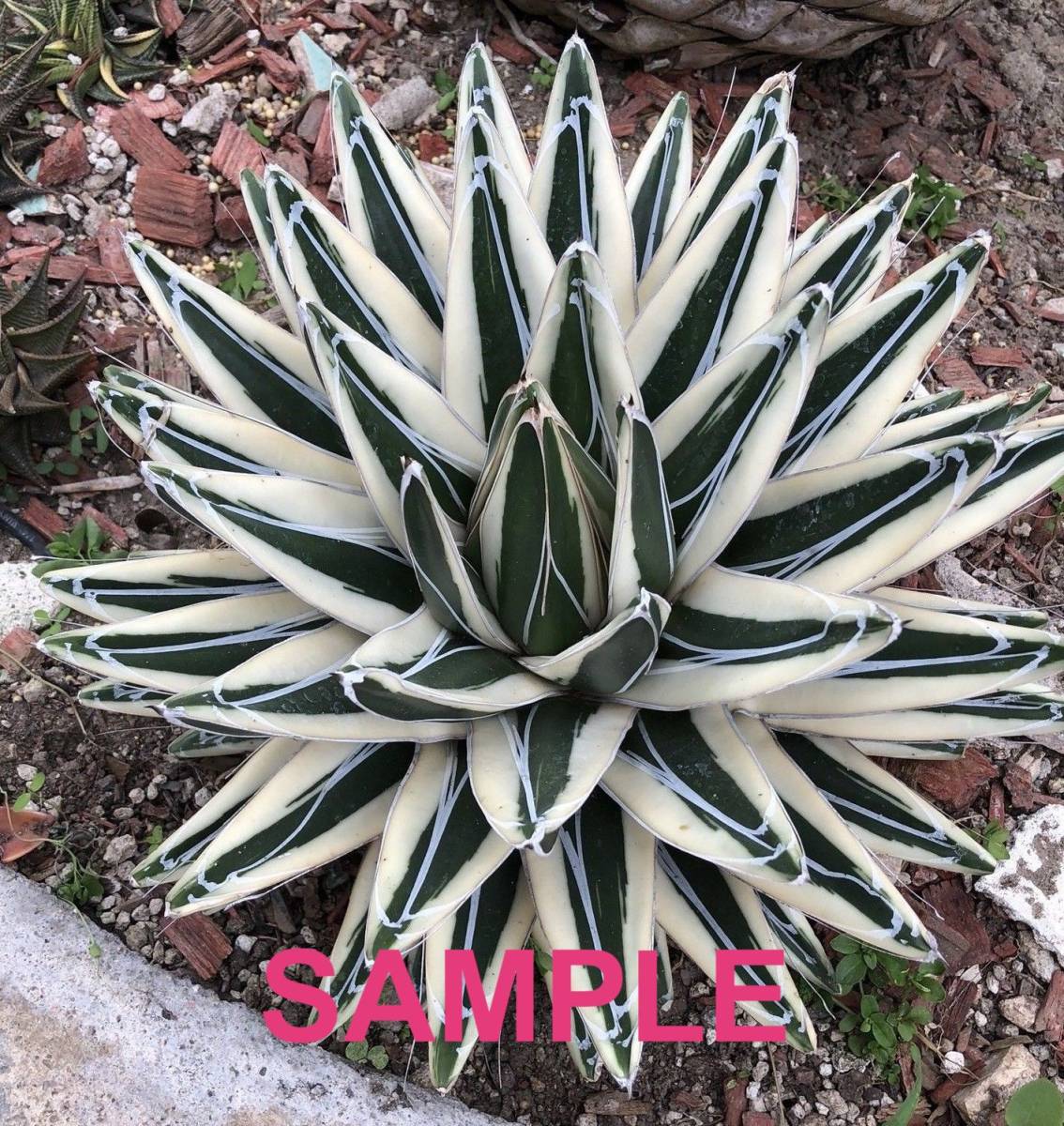 Yahoo!オークション - 斑入り アガベ 笹の雪 氷山 | variegated agave