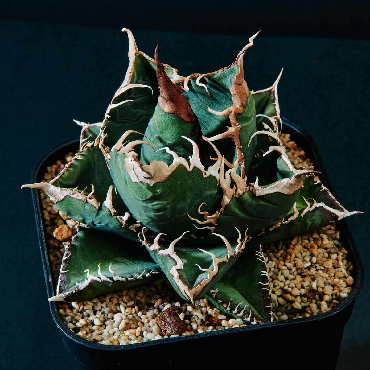 Yahoo!オークション - アガベ チタノタ スーパーチタノタ 胴切り小株②