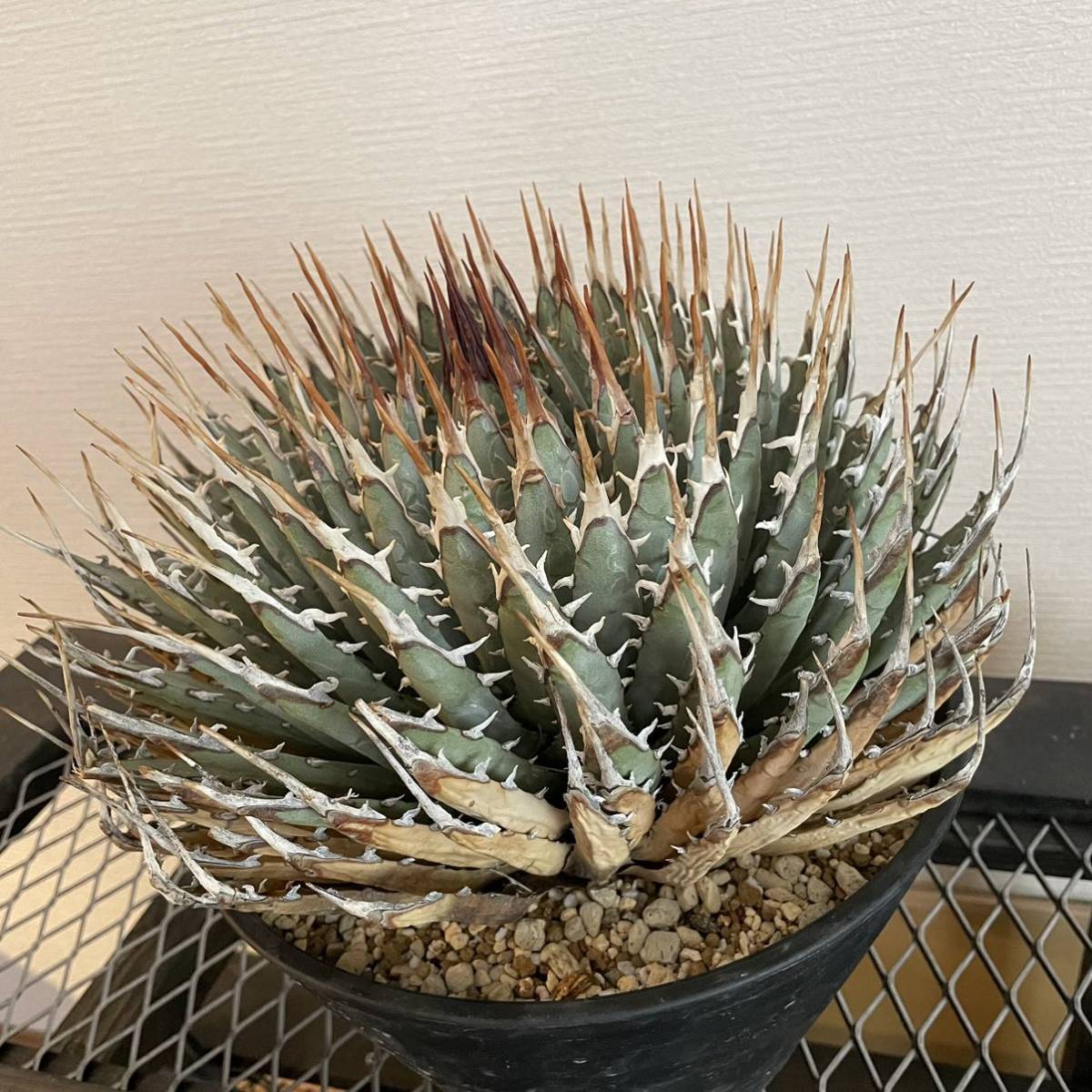 Yahoo!オークション - 【特大 発根済 現地球】アガベ ユタエンシス エ