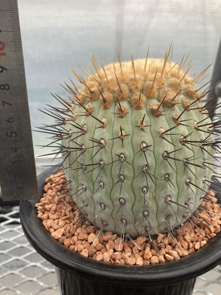 Yahoo!オークション - コピアポア 山木 コルムナアルバ 孤竜丸 サボテ