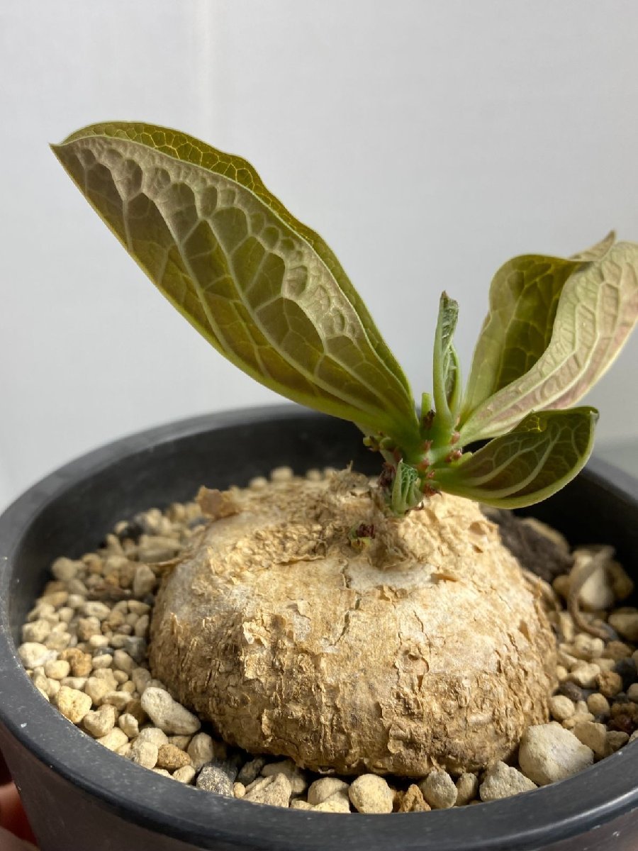 Yahoo!オークション - ム034 「現地」アデニア オバタ 植え【発芽開始