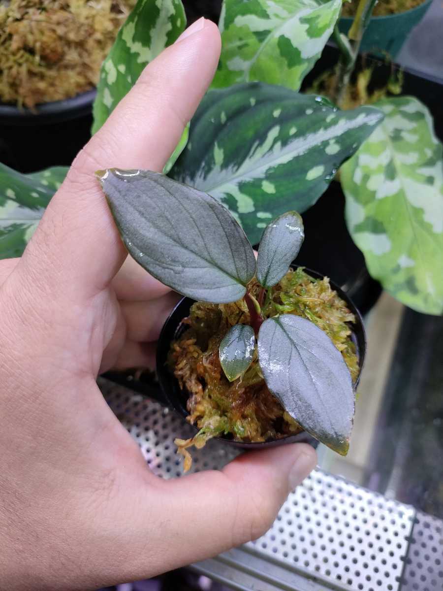 良発色 ホマロメナ Homalomena sp Kayu Hitam KN便｜Yahoo!フリマ（旧