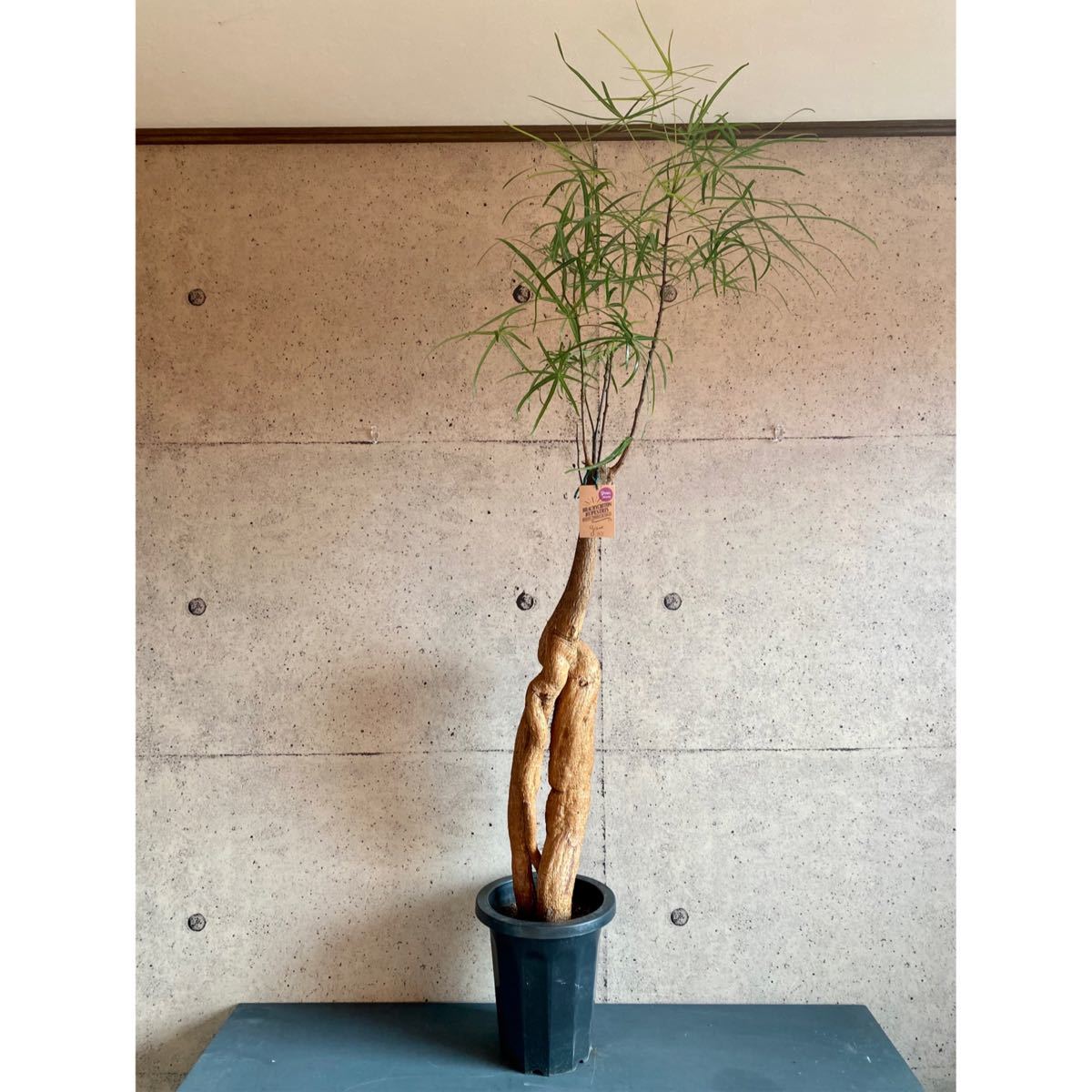 極太幹です “ボトルツリー” ブラキキトン・ルペストリス｜Yahoo!フリマ