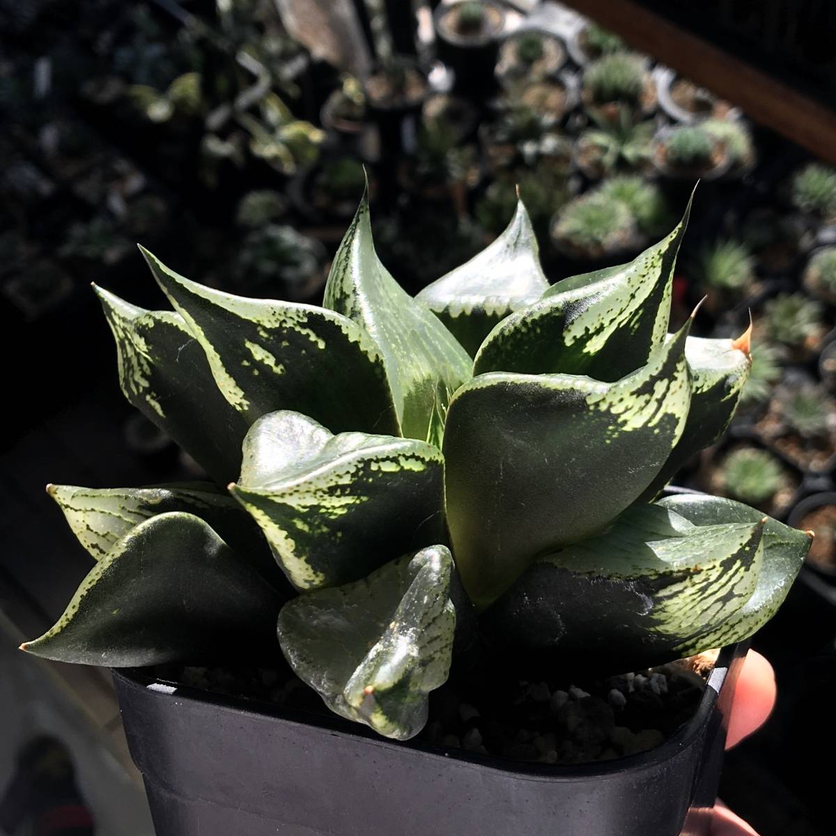 Yahoo!オークション - ハオルチア 「裏般若」 多肉植物