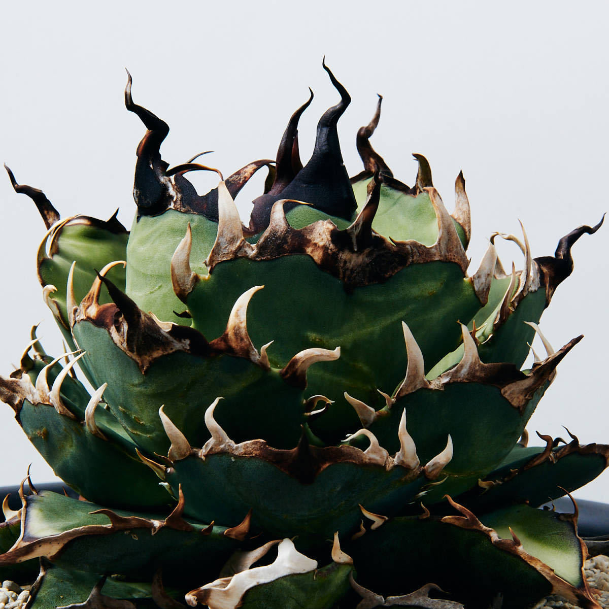 Yahoo!オークション - 【極上子株】アガベ チタノタ ハデス 陽炎棘 裏