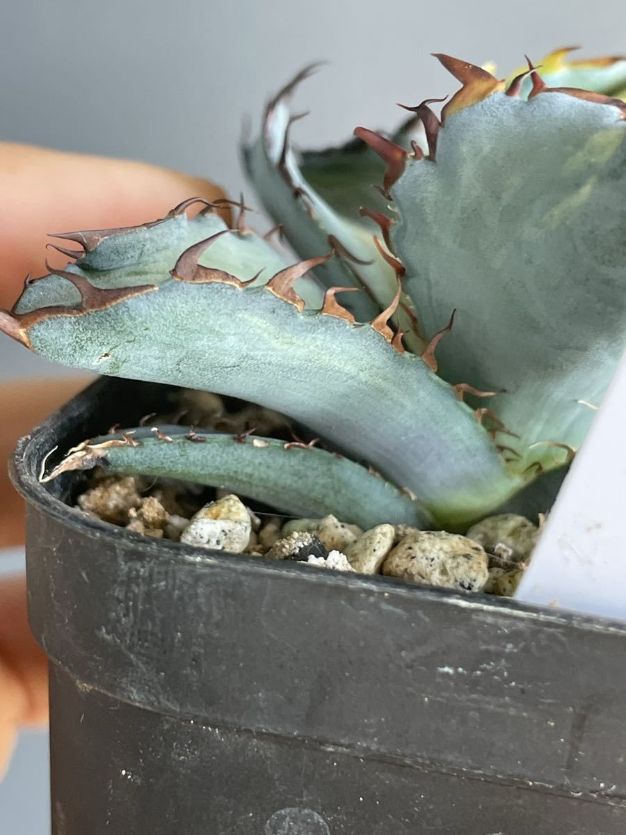 Yahoo!オークション - 子株 [斑入り] アガベ チタノタ BB ブラックアン