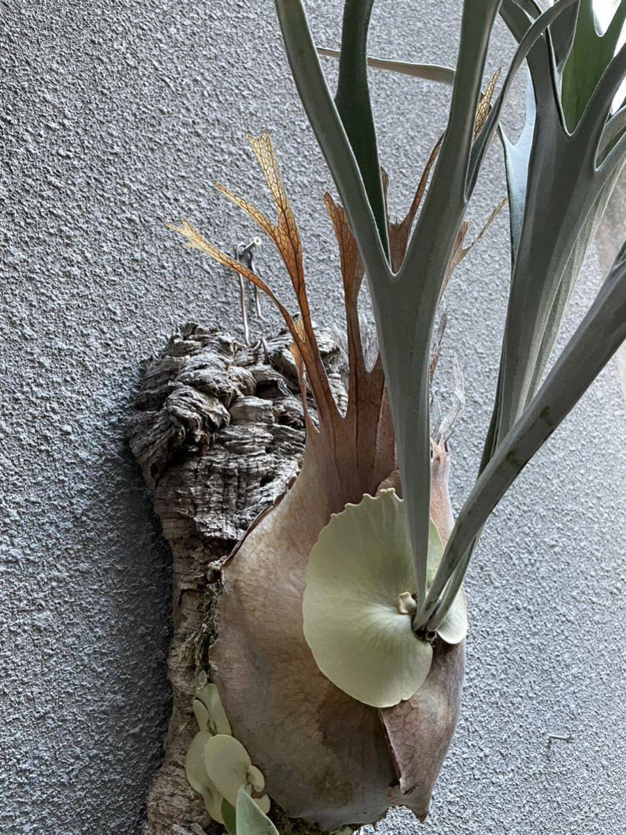 Yahoo!オークション - P.Veitchii cv Lemoinei ビカクシダ レモイネイ