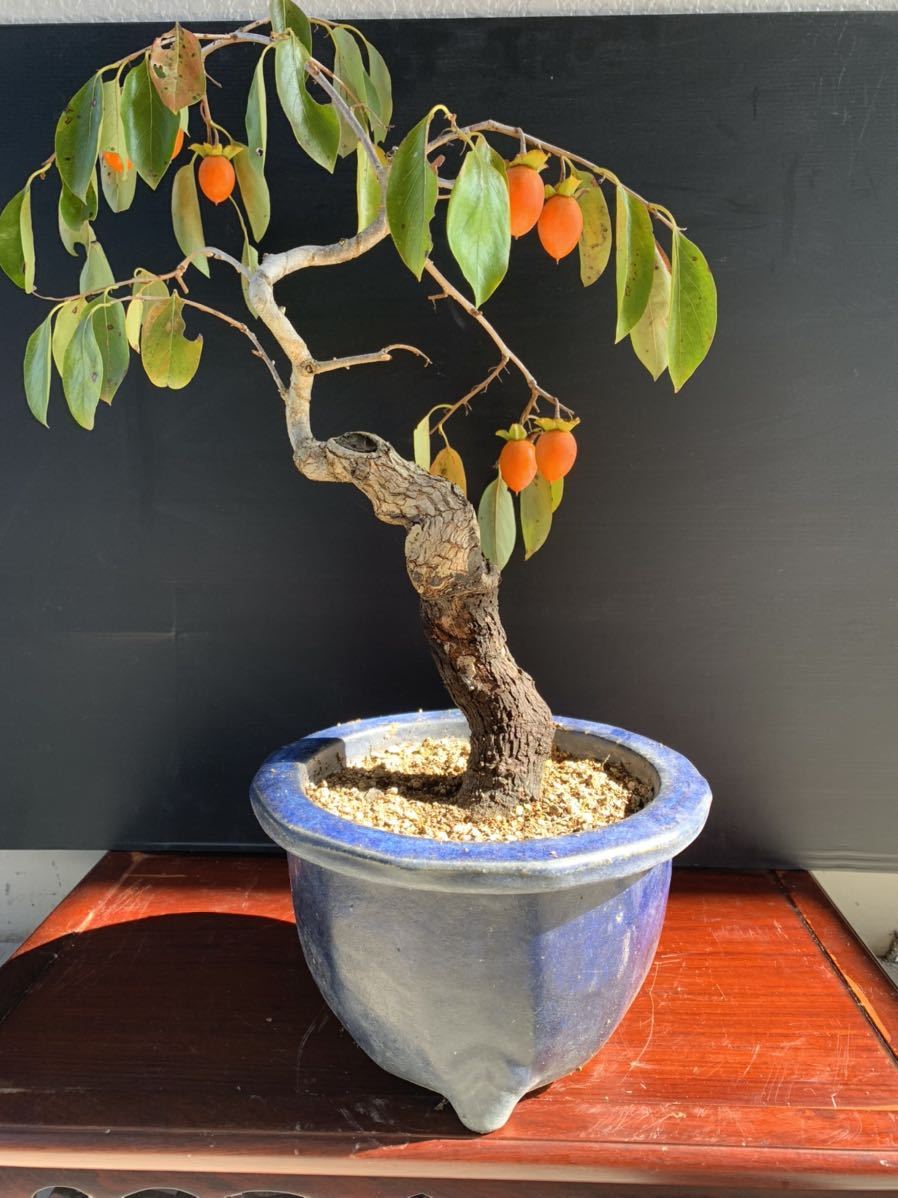 Yahoo!オークション - 【ガッチ盆栽】山柿 太幹 古木 実あり