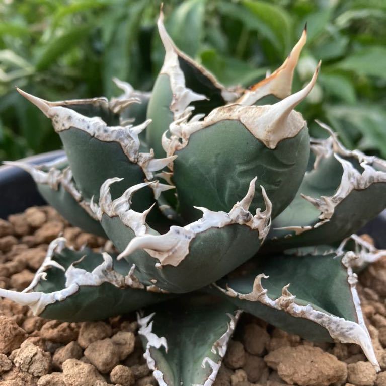 Yahoo!オークション - アガベ チタノタ 狼人 特選子株 強棘 （オテロイ