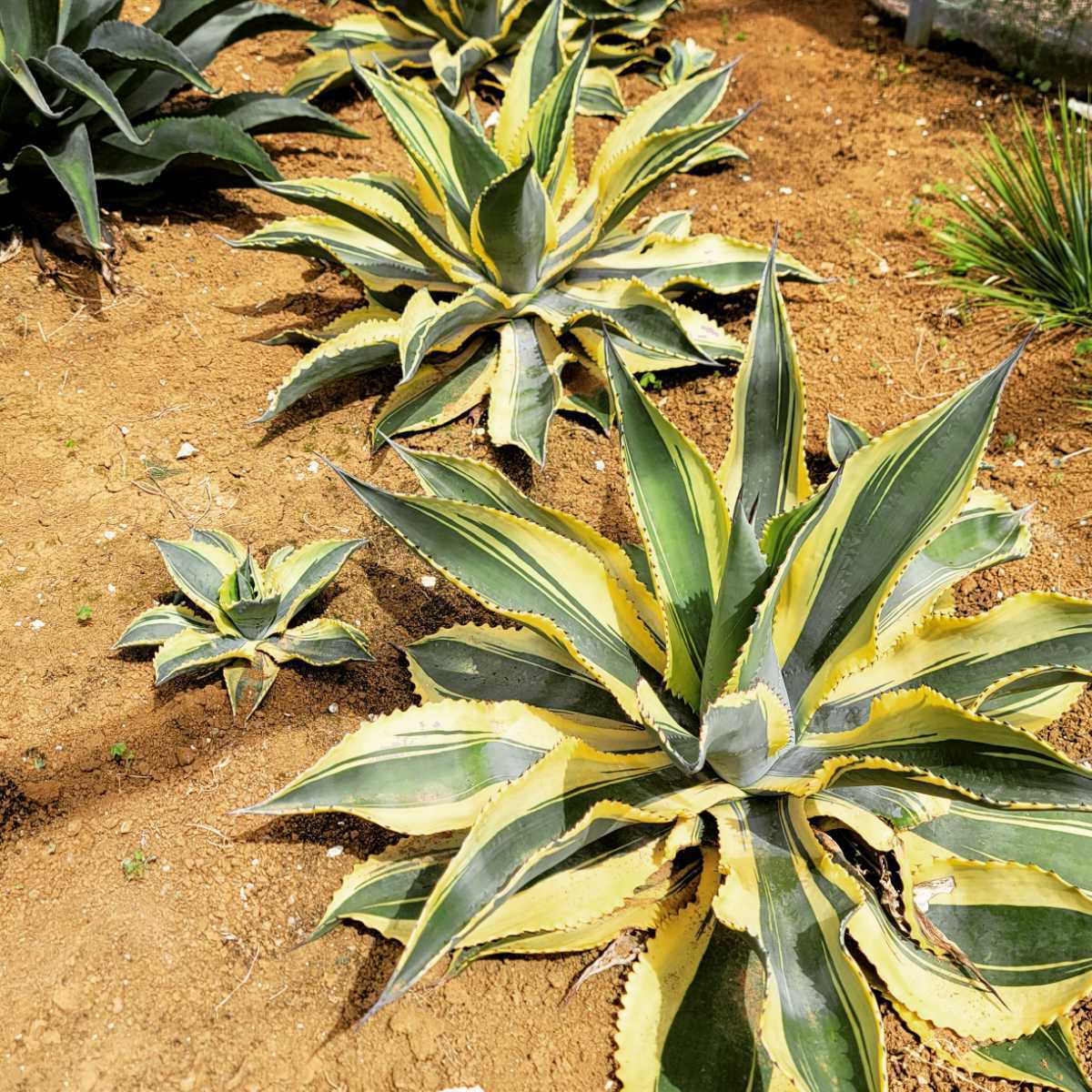 Yahoo!オークション - アガベ サルミアナ リップルエフェクト1 検索用/