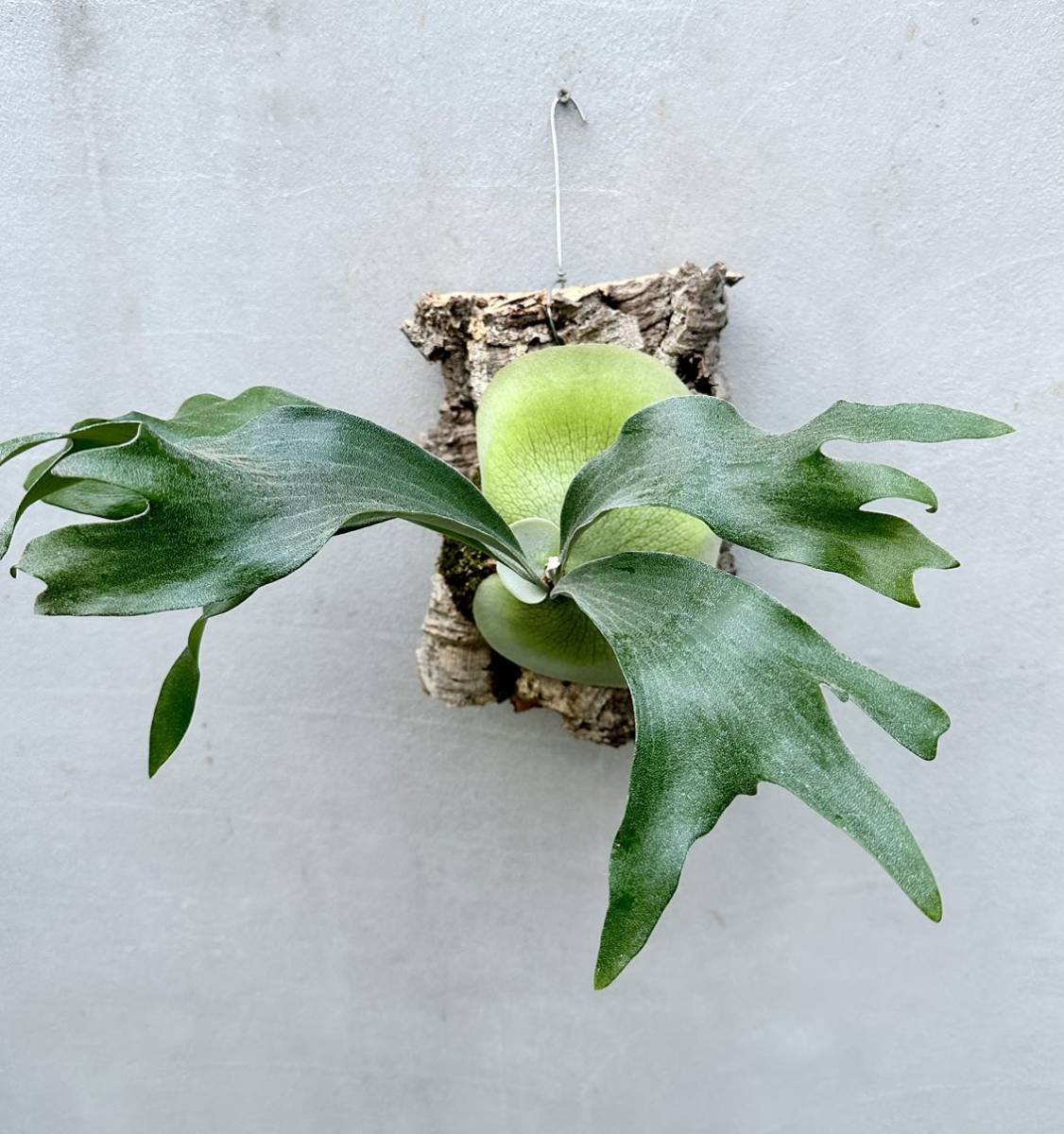 Yahoo!オークション - P. hillii 'Fujin' 風神【vandaka】ビカクシダ