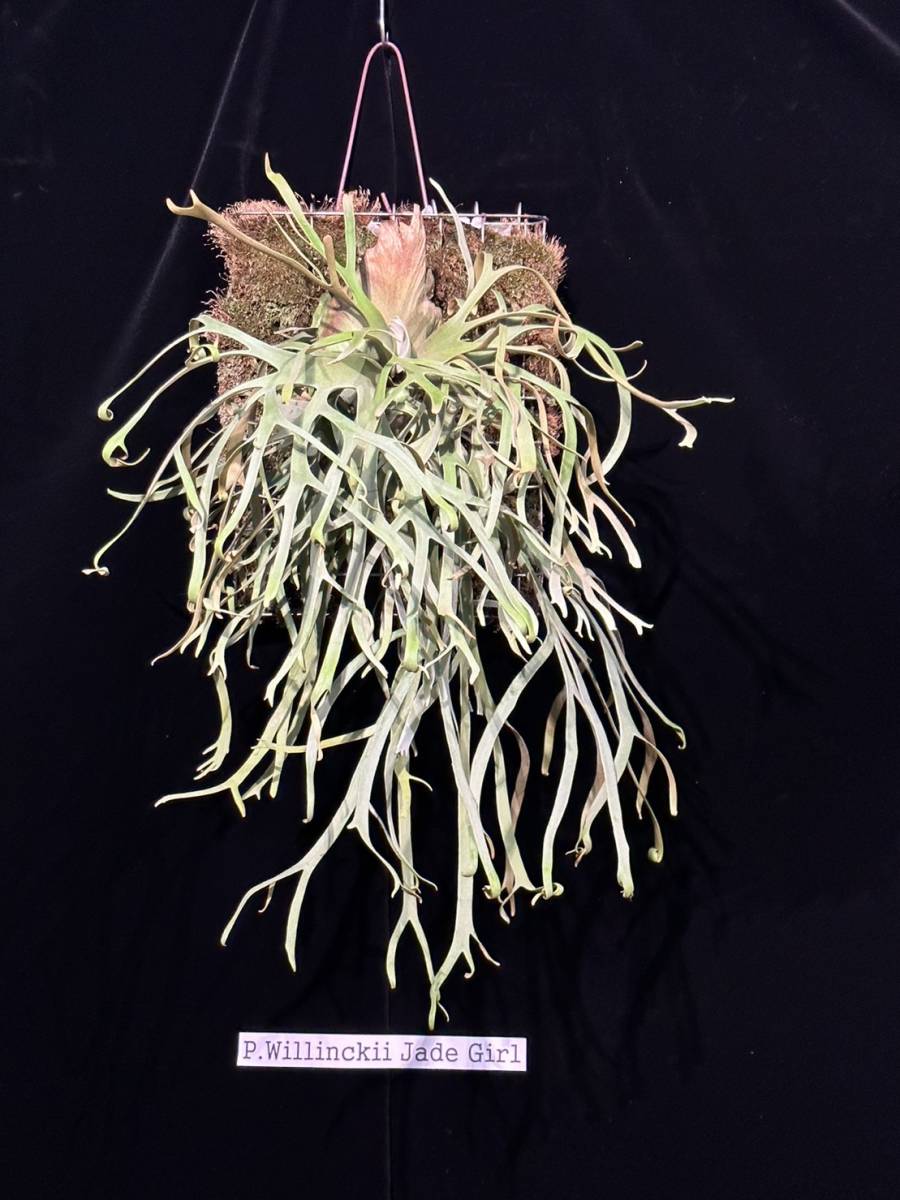 P willinckii 'Jade Girl' @bikamori com ビカクシダ ウィリンキー