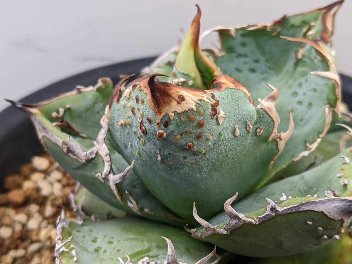 Yahoo!オークション - アガベ 優型 ブツブツ チタノタ 表裏両刺 カキコ