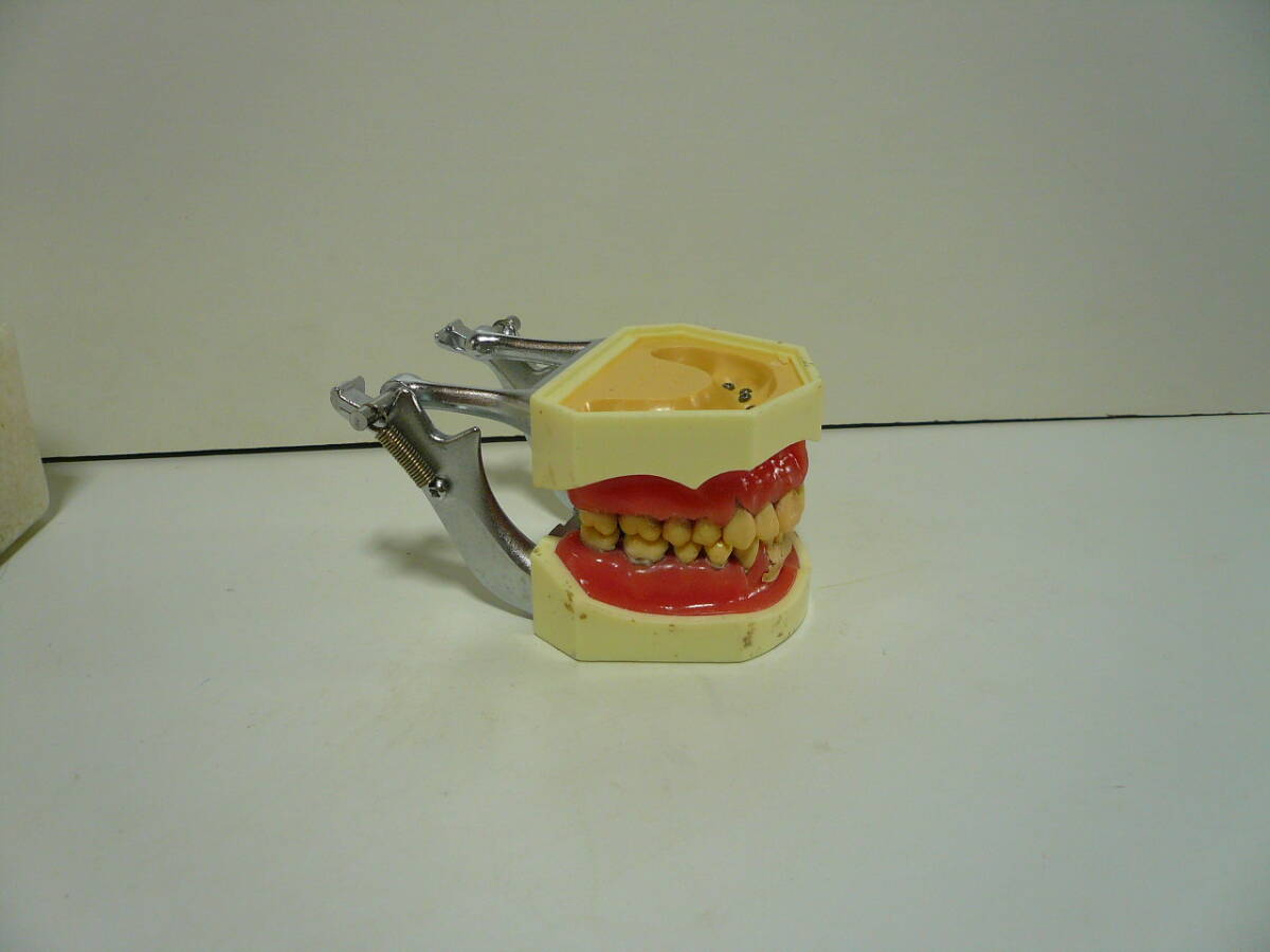 2026年最新】Yahoo!オークション -ニッシン 顎模型の中古品・新品・未