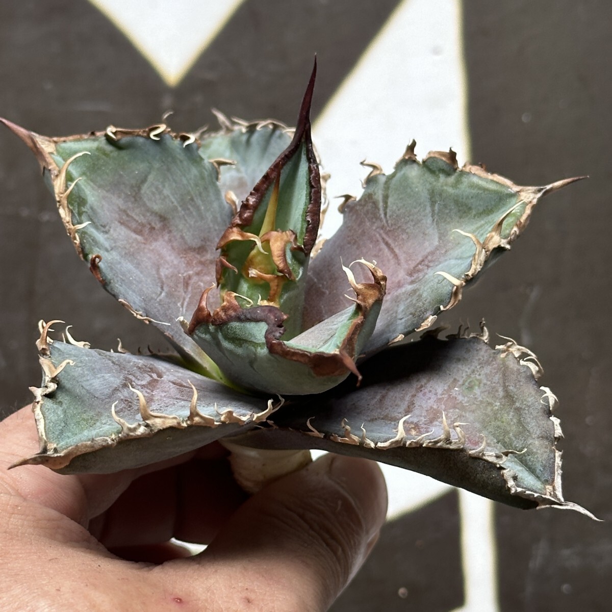 Yahoo!オークション - 「アガベ チタノタ 緋紅牡丹」の落札相場・落札価格