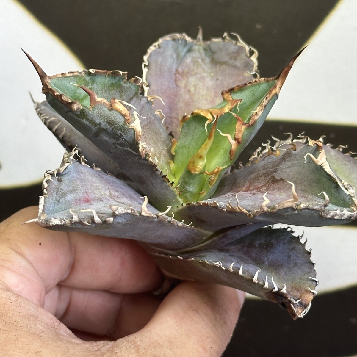 Yahoo!オークション -「アガベ チタノタ 緋紅牡丹」の落札相場・落札価格