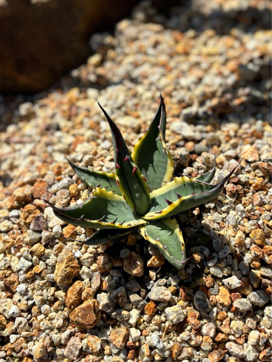 Yahoo!オークション -「モンタナ ティファニー」の落札相場・落札価格