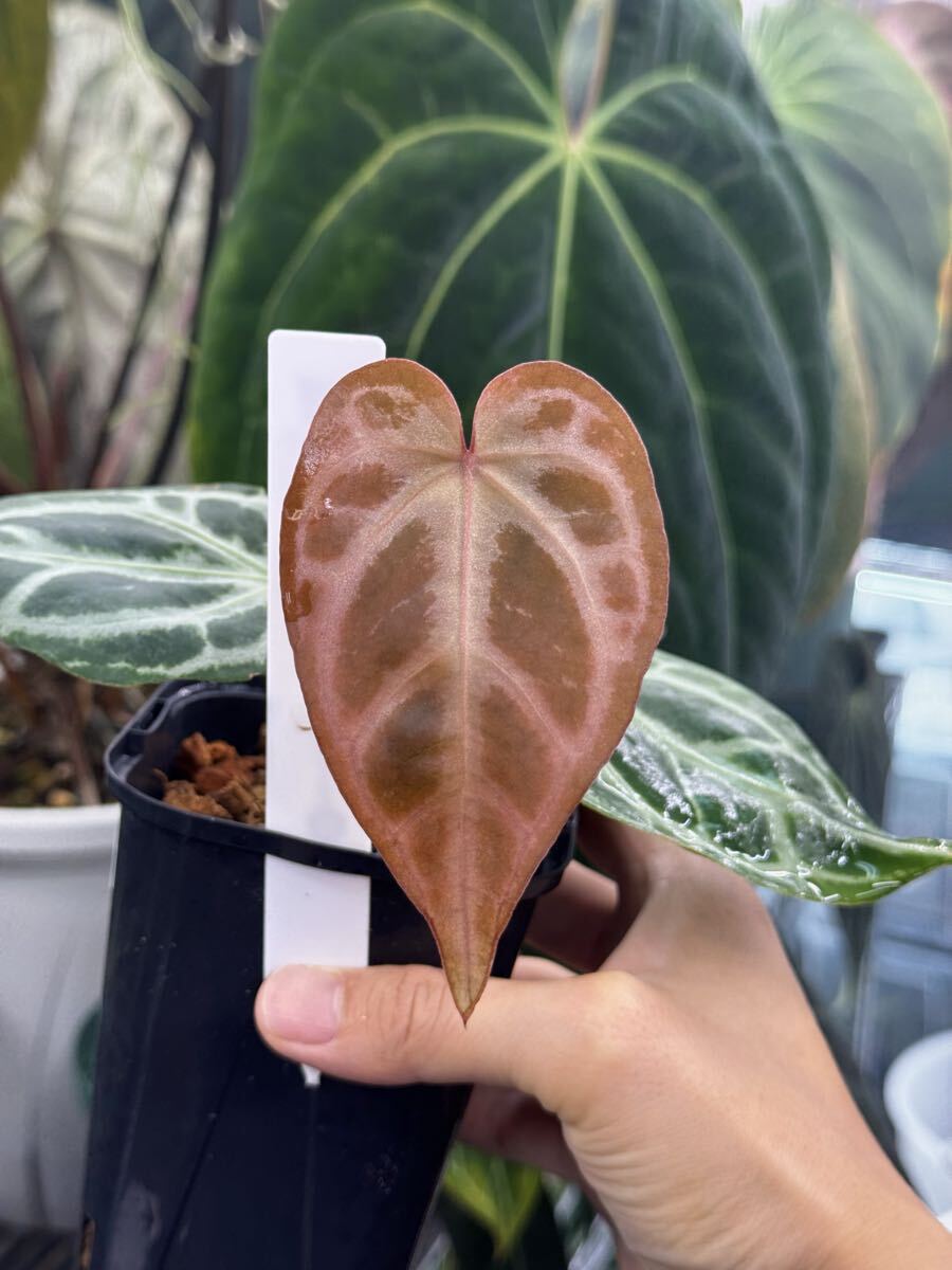 Yahoo!オークション -「レッドクリスタリナム」の落札相場・落札価格